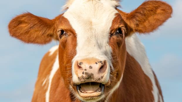 Mini Cows Get Adorably Excited Over an Early Christmas Present