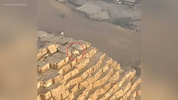 Paraglider spotted a dog on top of the Pyramid of Giza.