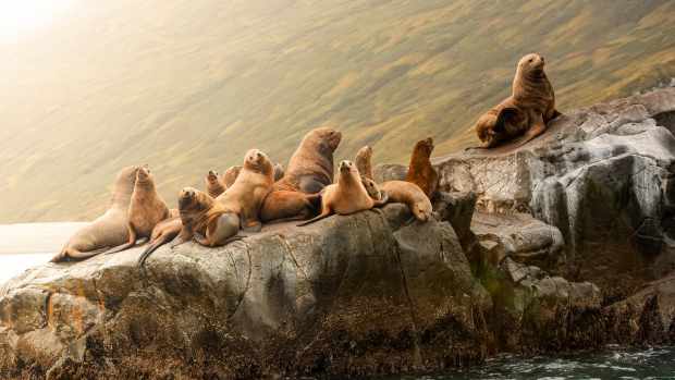 Sea lions resting on rocks.