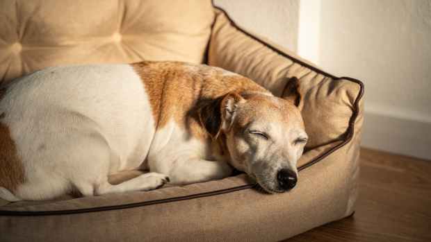 an elderly dog asleep on a little dog bed in a ray of sunlight.