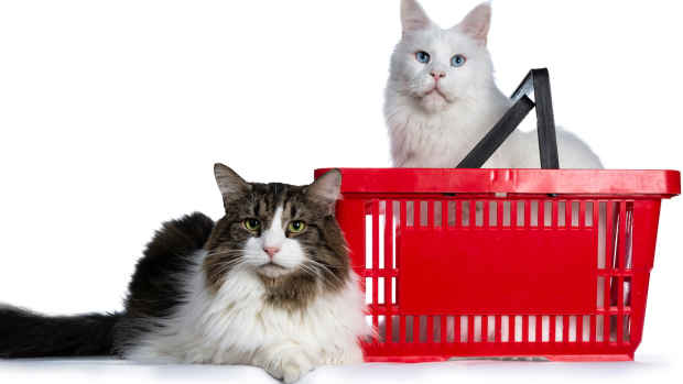 Two fluffy cats, one tabby and white and sitting next to the basket, and the other white, inside a red plastic shopping basket.