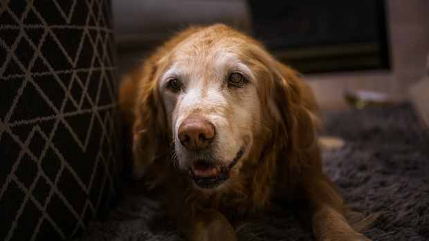 an older Golden Retriever