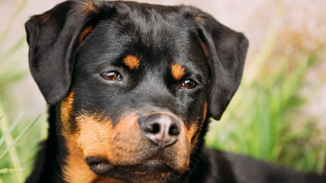 Rottweiler's Sad Face Over People Being Afraid of Him Is So Pitiful ...