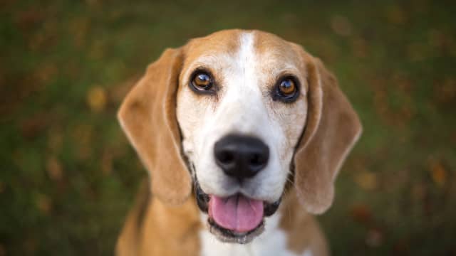 15-Year-Old Dog With a Raging Case of the Zoomies Proves Age Ain't ...