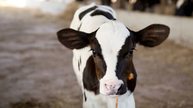 baby cow