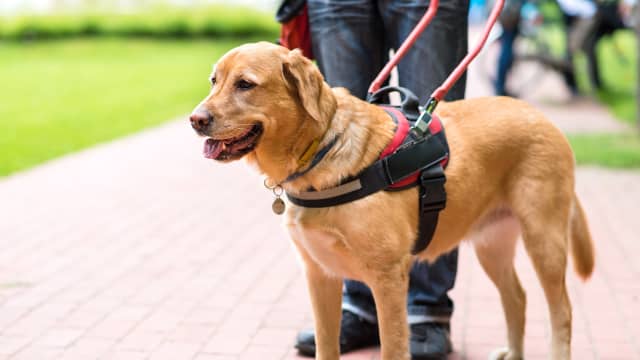 Los Angeles Chargers' New Team Pup Is the Best Part About Football