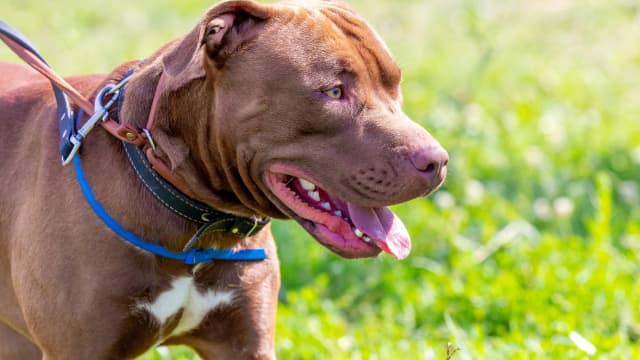 American Bully Dogs Have Been Banned in Two Countries - PetHelpful News