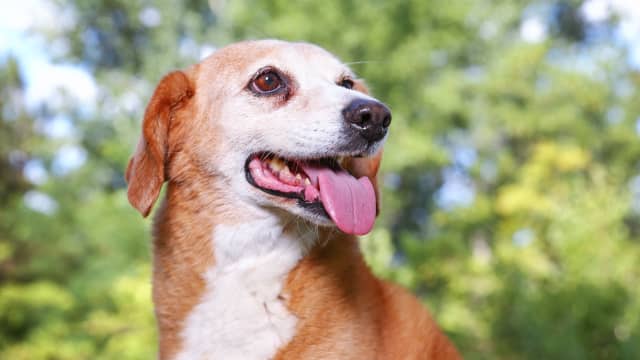 Senior Rescue Terrier's Adoption Glow-Up Is Impossible to Resist ...