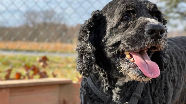 Wisconsin Dog Is Hoping for a Miracle After Being in Shelters for 11 ...