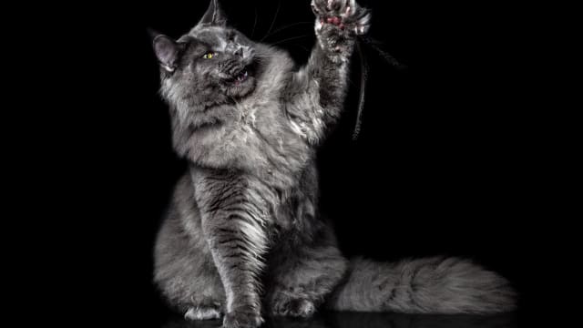 Tiny Polydactyl Maine Coon Kitten Is All Paws & It's Irresistible