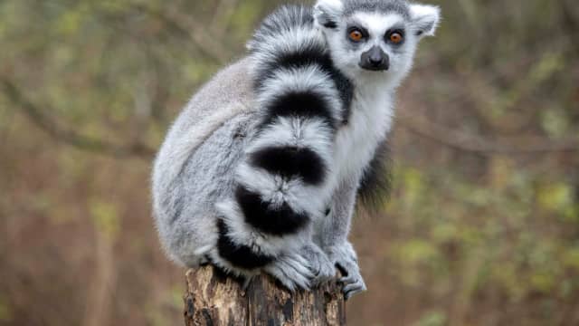 Video of Lemurs Enjoying a Sunny Day Like Humans Is Cute Beyond Words ...