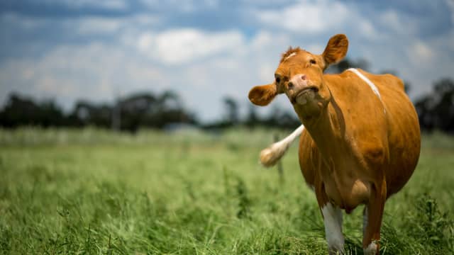 Adorable Cow Getting Her Groove on Is the Cutest Thing on the Internet ...