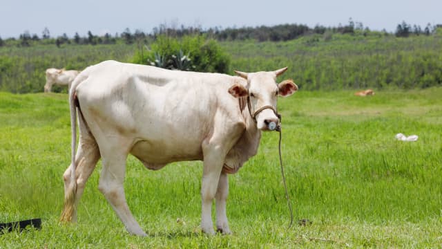 White cow