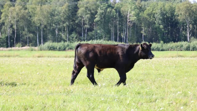 Cow