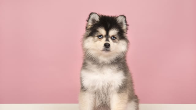 Pomsky ‘Narrates’ His Adventure After Escaping From the Yard and It’s a ...