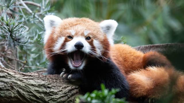 Taronga Zoo in Syndey Gives Sweet Update on Endangered Red Panda Cub ...