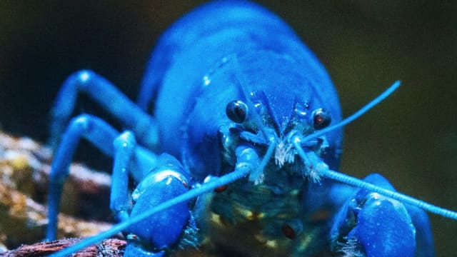 Rare and frightening footballfish washes up in California – again