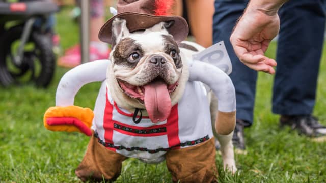 All I Care About This Halloween is Dog Costumes