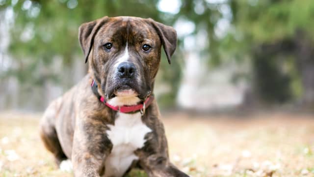 Puppy's Relief After Man Rescues Him From the Side of the Interstate ...