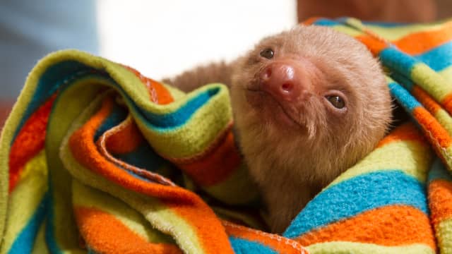 Video of Two Baby Sloths Meeting for the First Time Is Simply