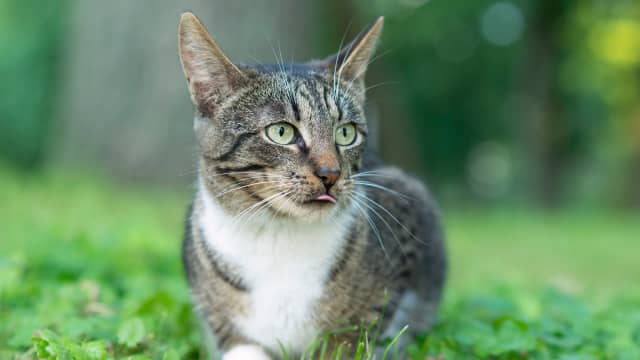 Why Do Cats Drool When They Purr: The Fascinating Secret Behind Cat's Purr