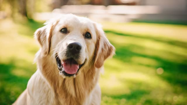 Golden Retriever Attempting to ‘Help’ With Gardening Gets an A for ...