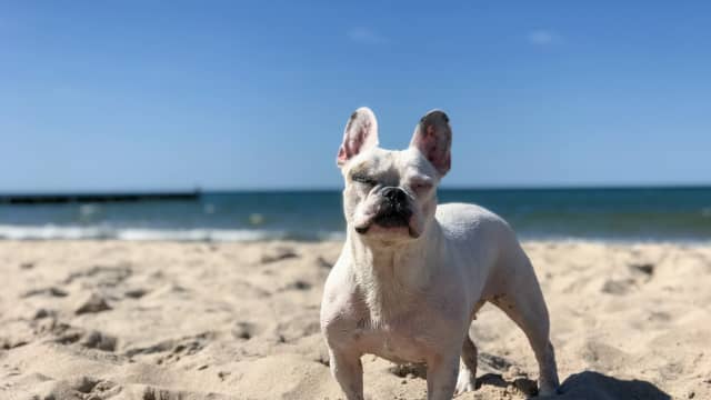 A white French Bulldog stands in the sand on a sunny day at the beach