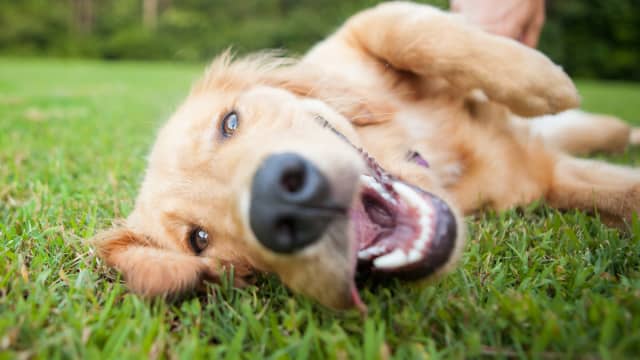 America's most spoiled dog breeds revealed