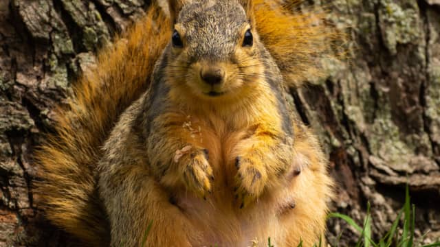 Black Squirrel Mama 'Folds Up' Baby To Take Him With Her and It's Too ...