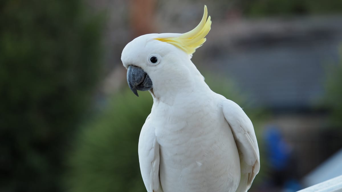 sweet pea cockatoo and puppy