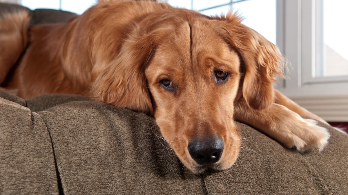 Golden Retriever's Fed-Up Reaction to a 'Candy Toy' Is Going Viral -  PetHelpful News