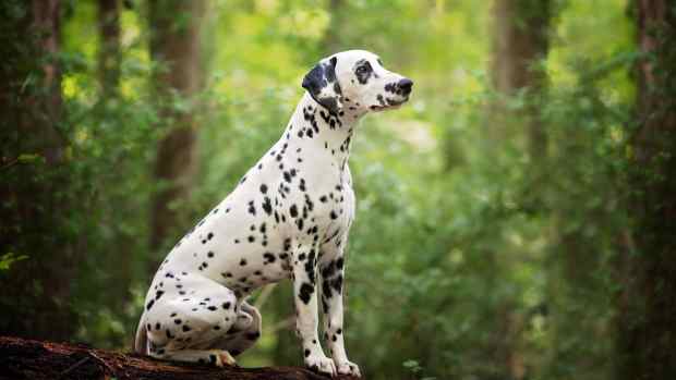 A Dalmatian's side profile as they sit in the woods