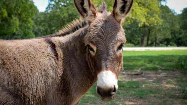 Donkey & Dog Besties on Wyoming Ranch Need Their Own Netflix Series ...