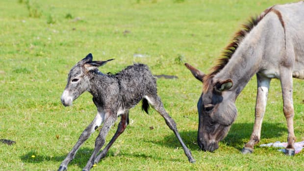 Newborn donkey standing in grass