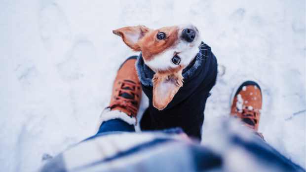 jack russell in the snow