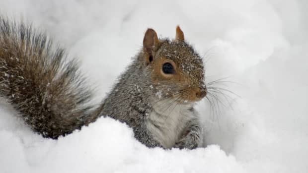 squirrel in the snow