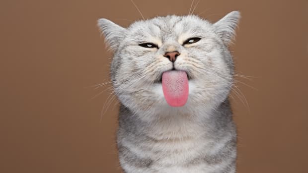 A gray tabby cat licking the air
