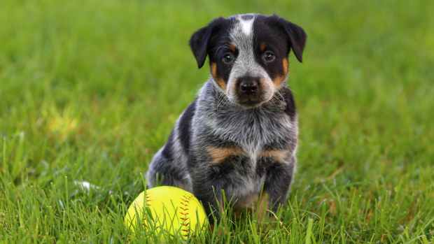 cattle dog puppy