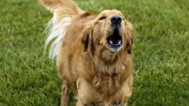 golden retriever barking