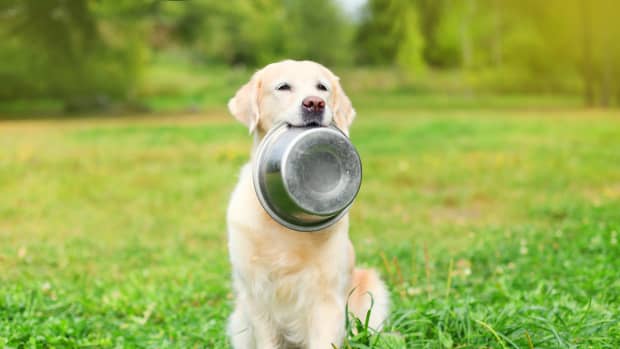 Golden Retriever holding a bowl in his mouth