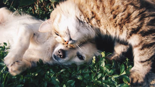 Golden Retriever and cat cuddling