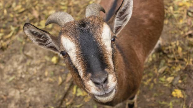 A brown goat looks up at the camera, close up photo