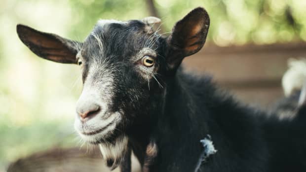 Black, brown and white goat, close up photo