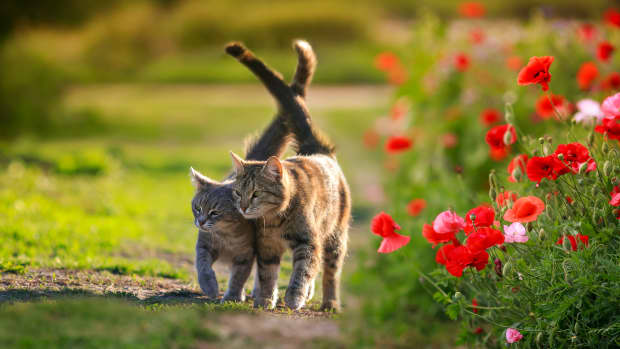 Two cats walking side by side