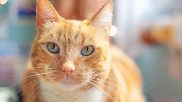 Orange cat with green eyes looking at camera, close up photo