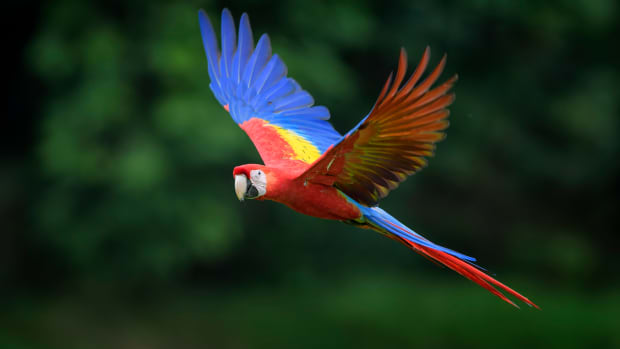 Red, blue, and yellow macaw flying through the air