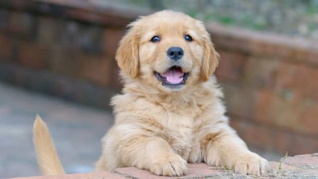 Golden Retriever puppy standing outside and smiling at camera