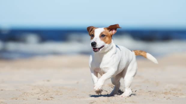 Dog running on the beach.