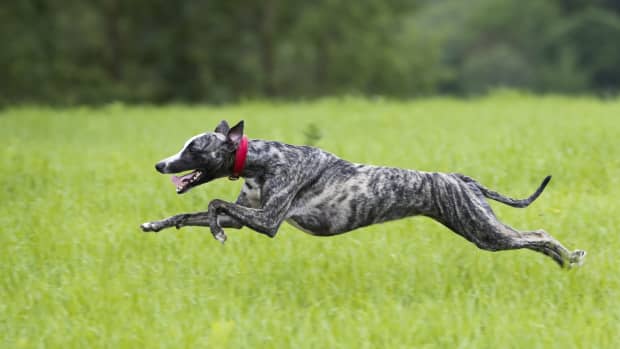Greyhound running through a field.