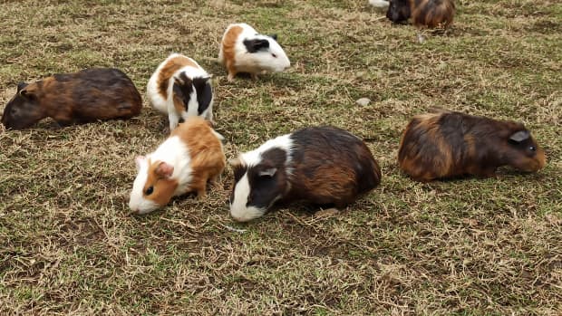 Group of guinea pigs in an enclosure